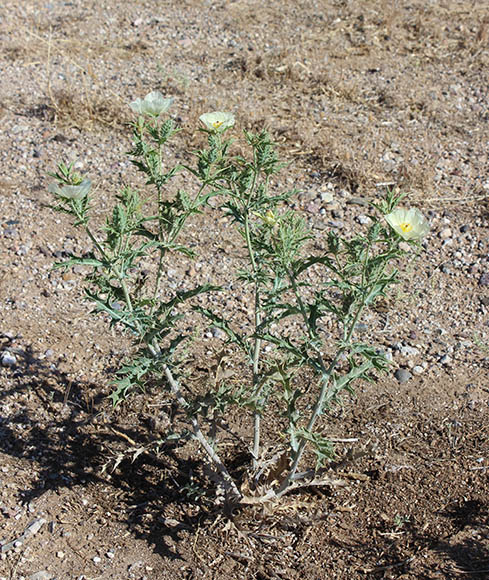  Argemone ochroleuca ssp.ochroleuca